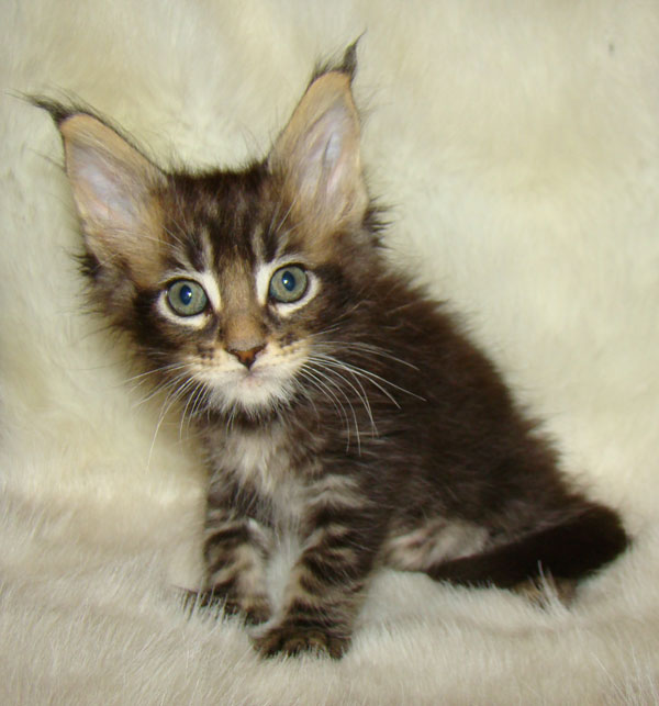     Catsvill County!   !    !       !!!    Catsvill County +7-926-544-74-09     .   ,   ,   ,    ,   ,  ,     ,   -,    ,   !